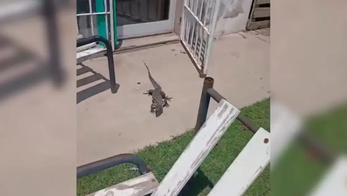 WhatsApp Image 2026-01-27 at 20.51.33